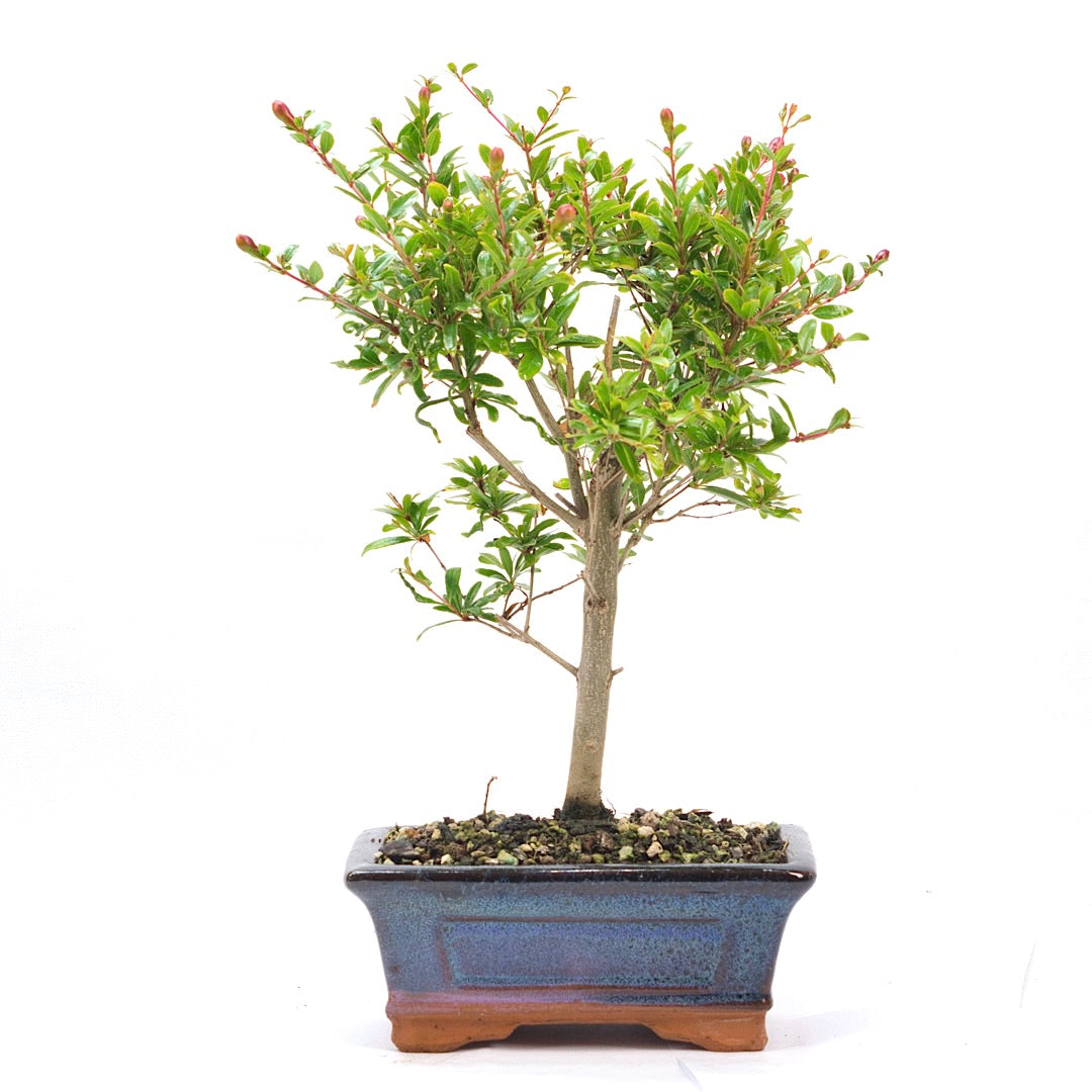 Granatapfel 'Punica granatum'