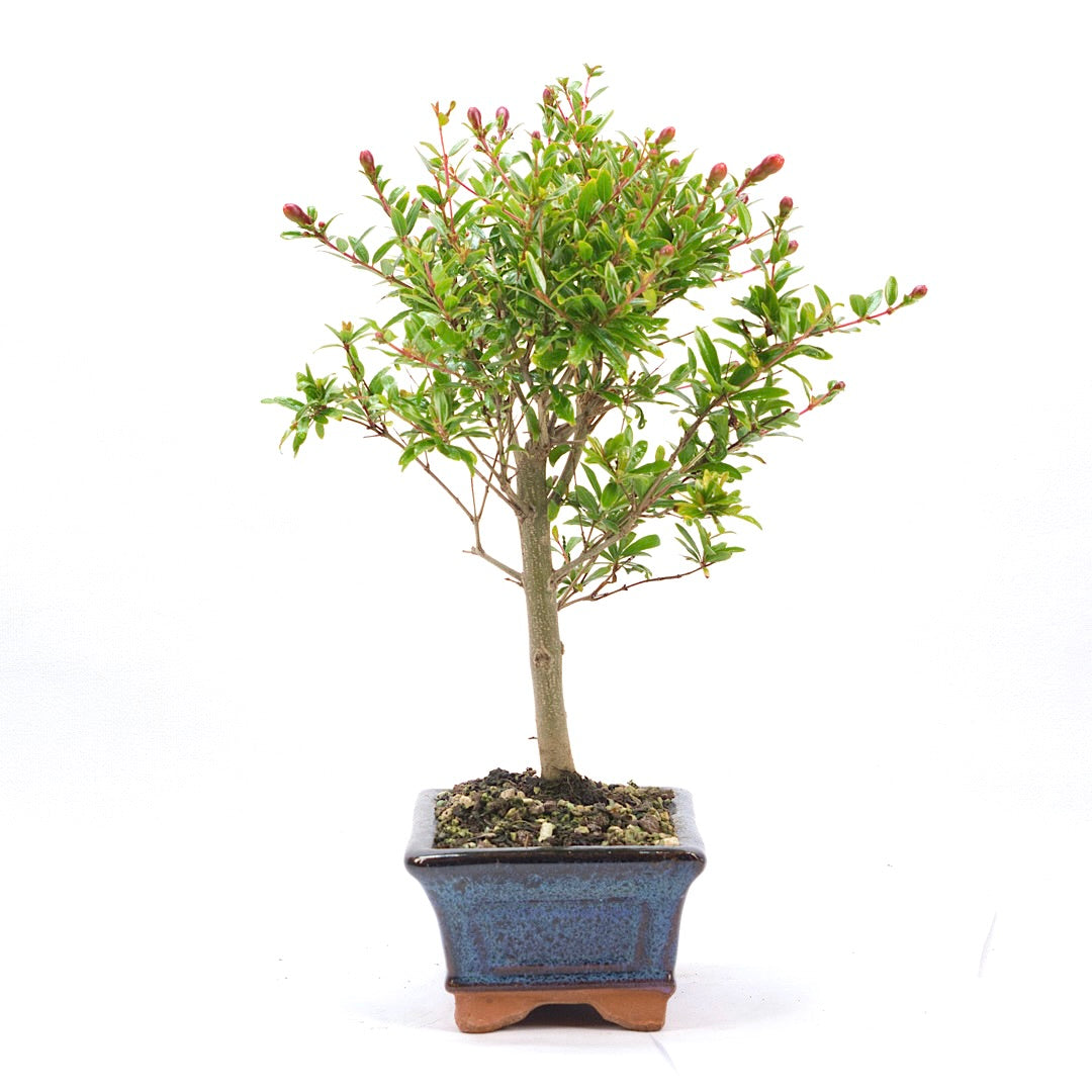 Granatapfel 'Punica granatum'
