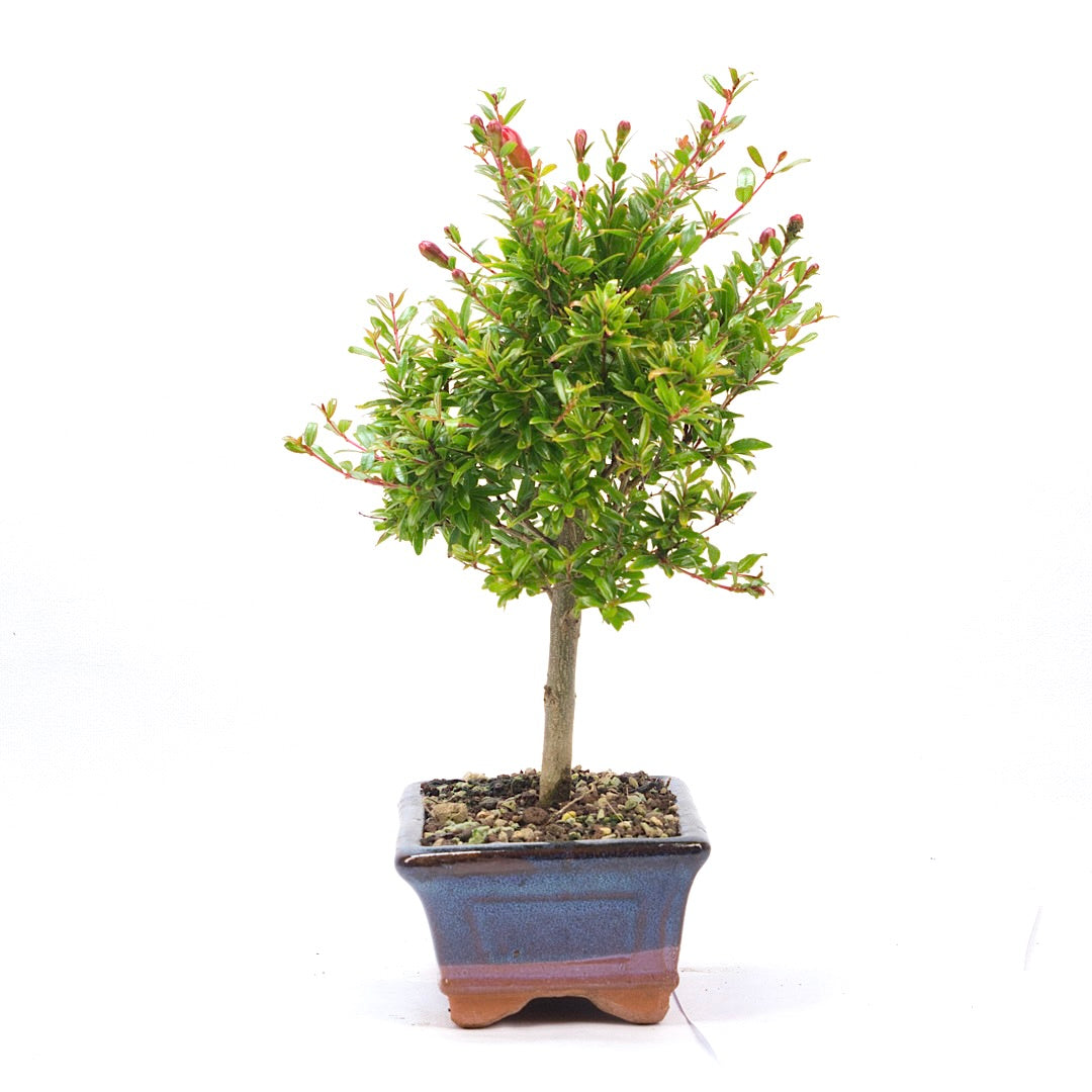 Granatapfel 'Punica granatum'