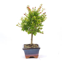 Granatapfel 'Punica granatum'
