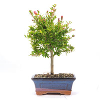 Granatapfel 'Punica granatum'