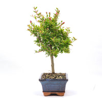 Granatapfel 'Punica granatum'