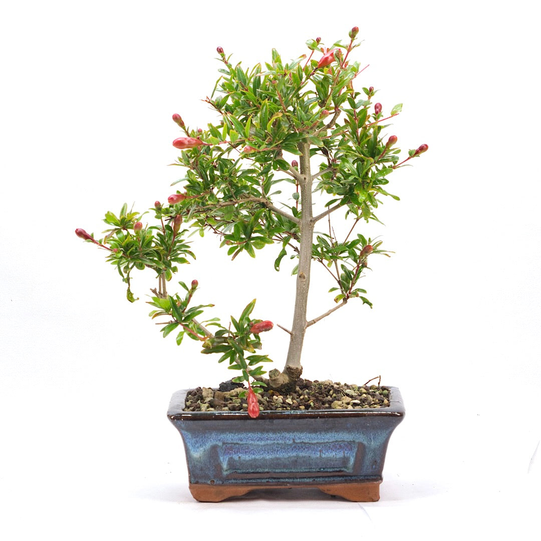 Granatapfel 'Punica granatum'