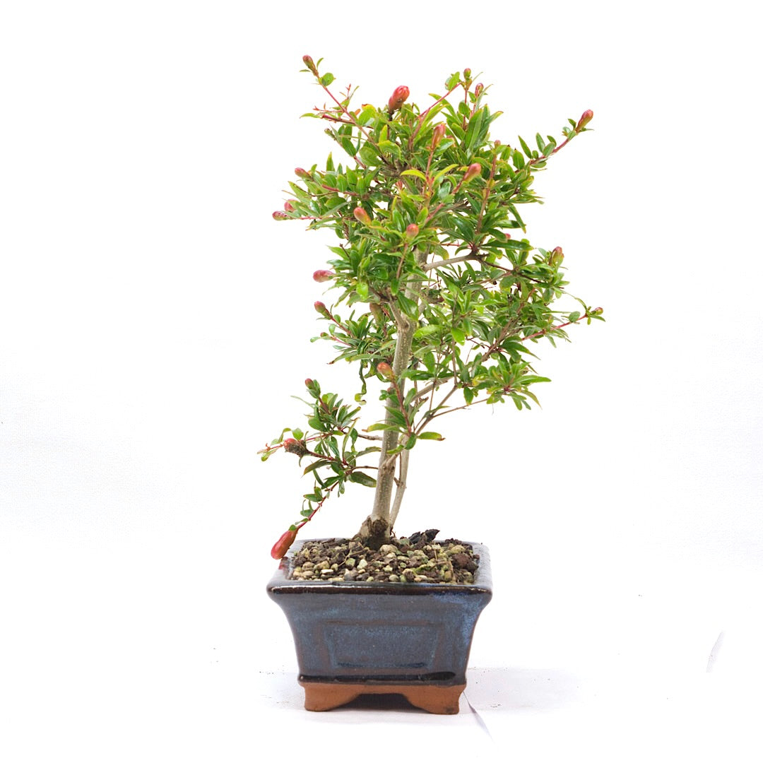 Granatapfel 'Punica granatum'