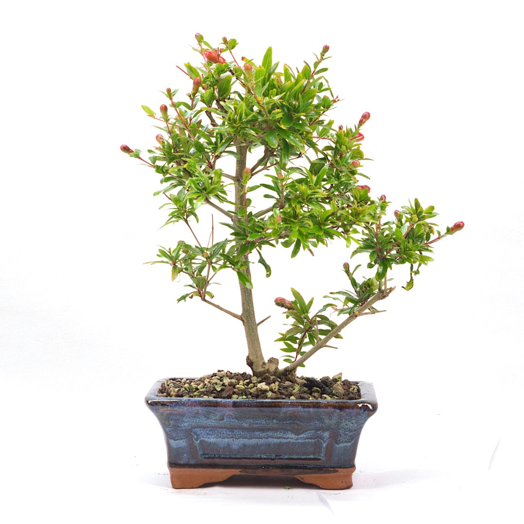 Granatapfel 'Punica granatum'