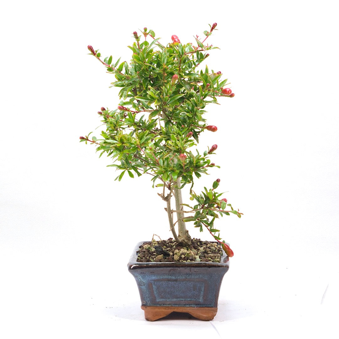 Granatapfel 'Punica granatum'