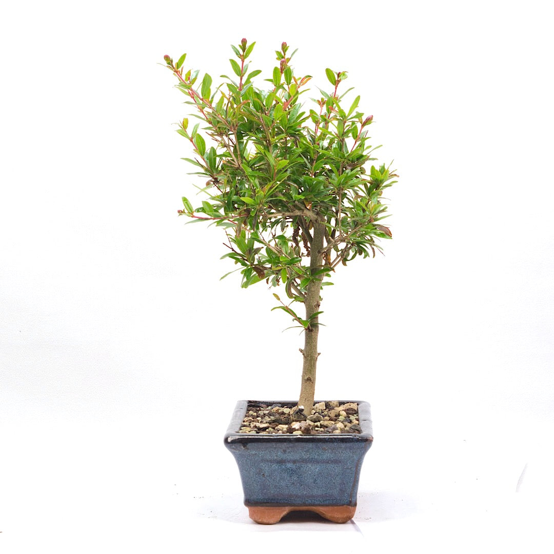 Granatapfel 'Punica granatum'