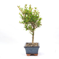 Granatapfel 'Punica granatum'