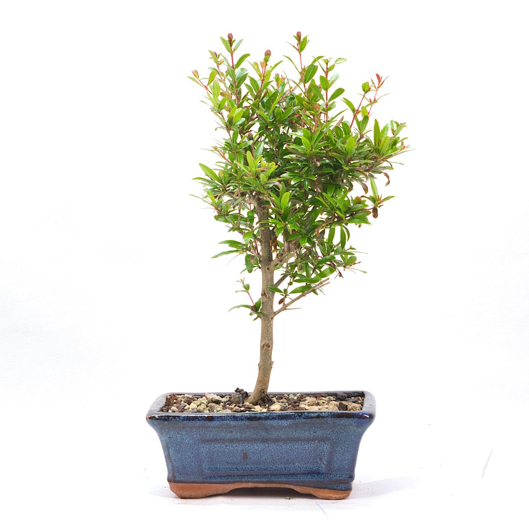 Granatapfel 'Punica granatum'