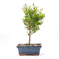 Granatapfel 'Punica granatum'