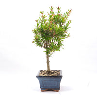 Granatapfel 'Punica granatum'