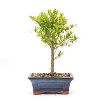 Granatapfel 'Punica granatum'
