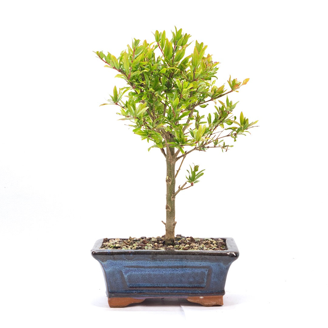 Granatapfel 'Punica granatum'