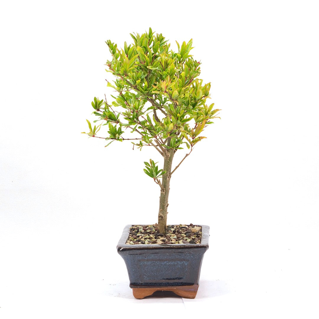 Granatapfel 'Punica granatum'