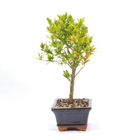 Granatapfel 'Punica granatum'