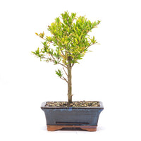Granatapfel 'Punica granatum'