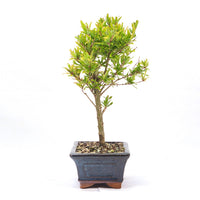 Granatapfel 'Punica granatum'