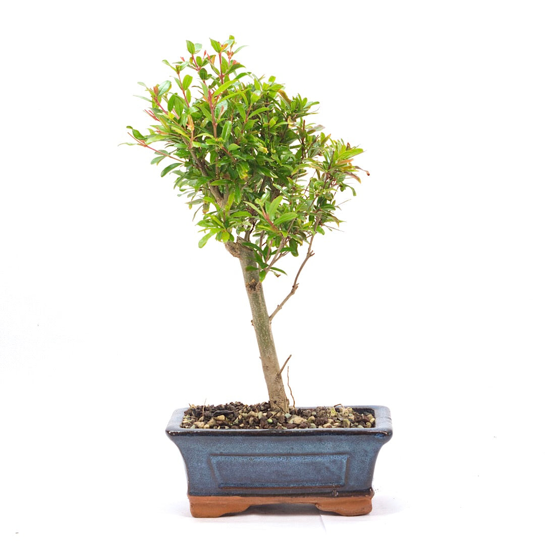 Granatapfel 'Punica granatum'
