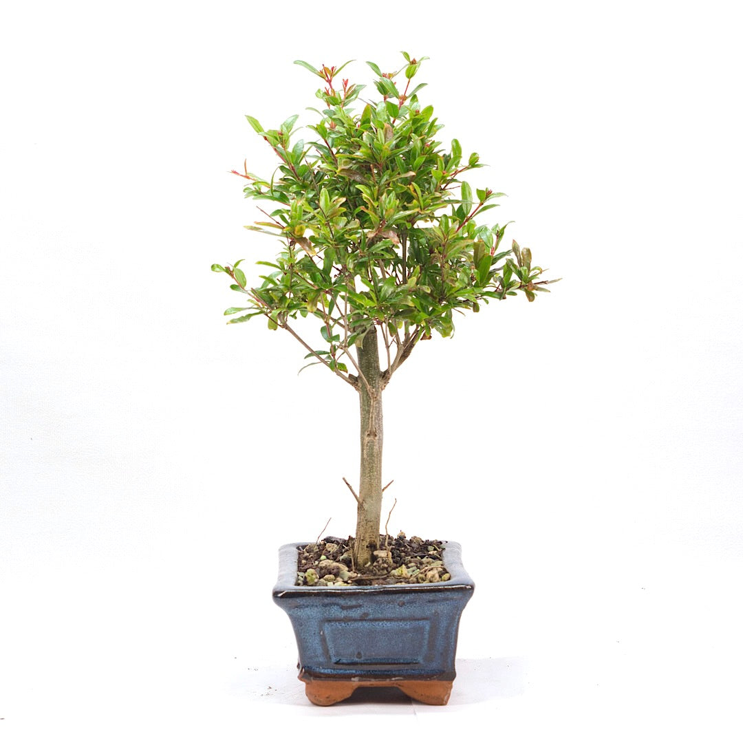 Granatapfel 'Punica granatum'
