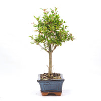 Granatapfel 'Punica granatum'