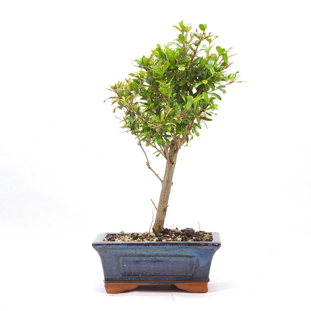 Granatapfel 'Punica granatum'
