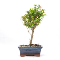Granatapfel 'Punica granatum'