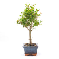 Granatapfel 'Punica granatum'
