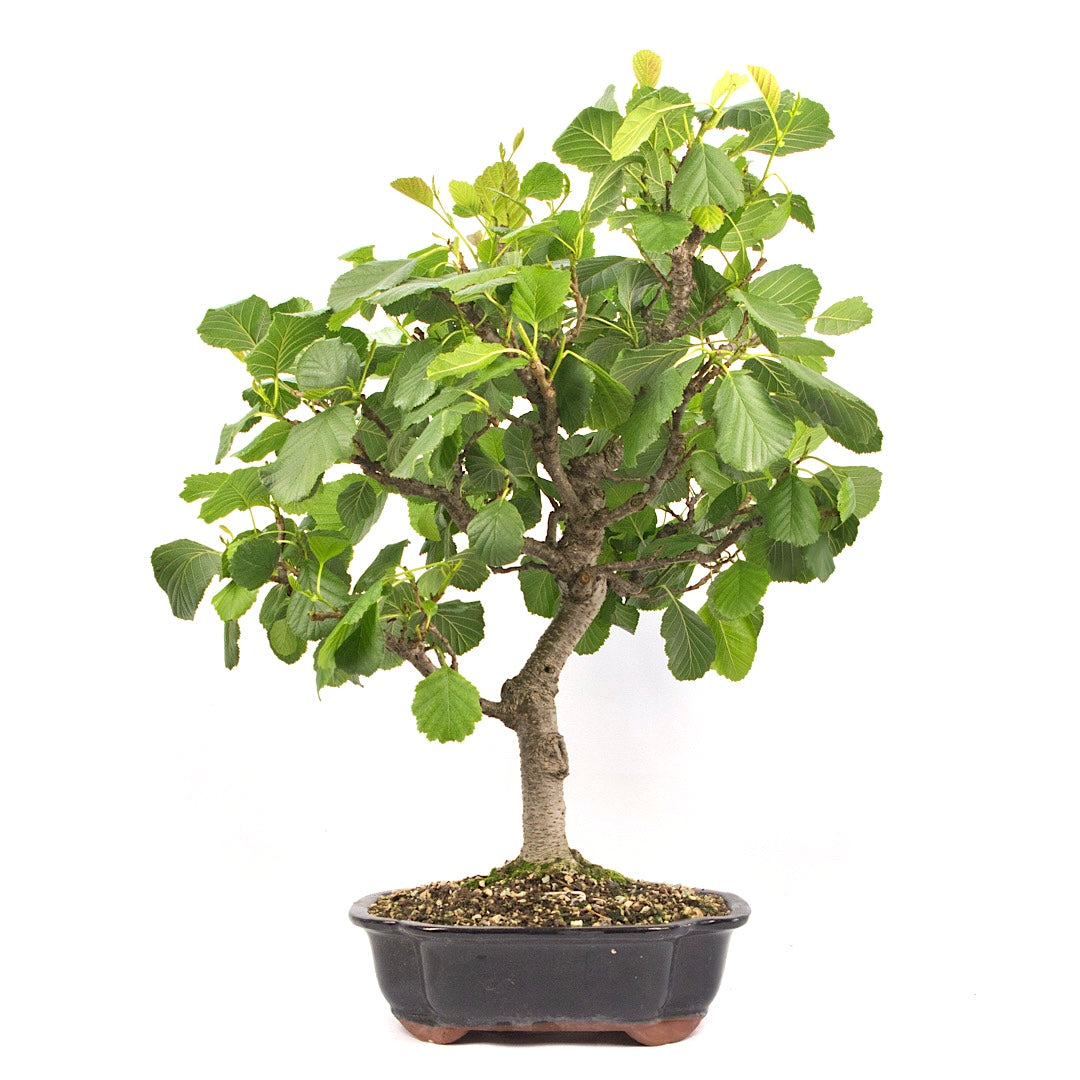 Schwarzerle 'Alnus glutinosa'