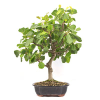 Schwarzerle 'Alnus glutinosa'