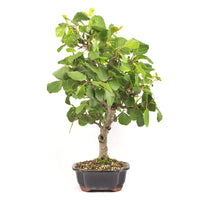 Schwarzerle 'Alnus glutinosa'