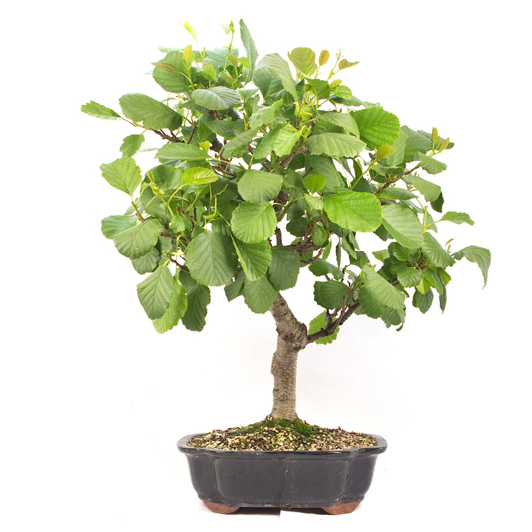 Schwarzerle 'Alnus glutinosa'