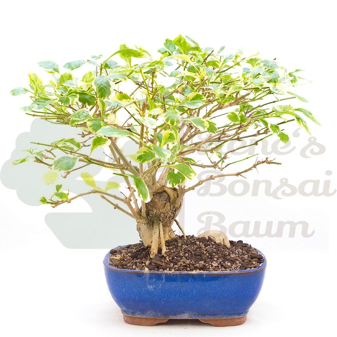 Himmelsblume 'Duranta repens'