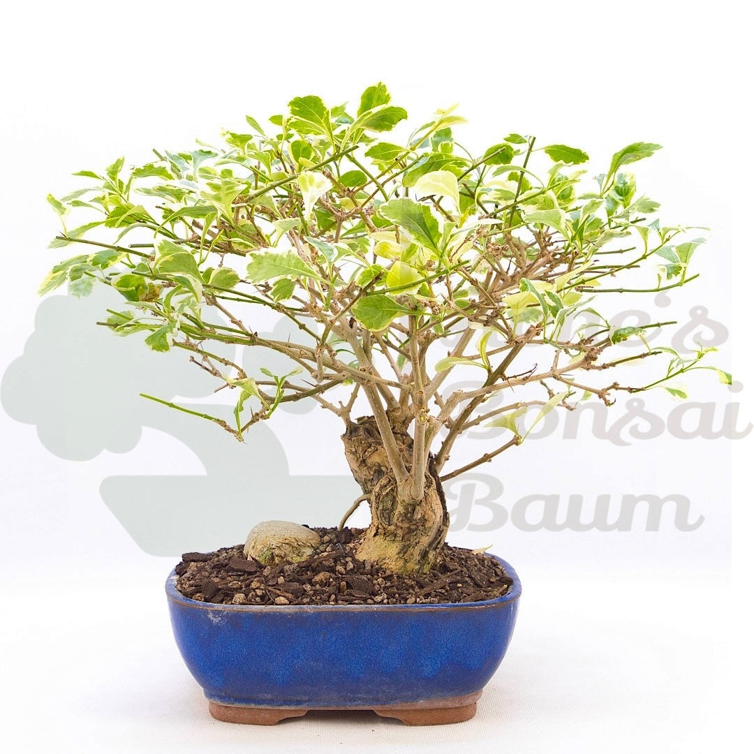 Himmelsblume 'Duranta repens'