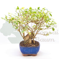 Himmelsblume 'Duranta repens'