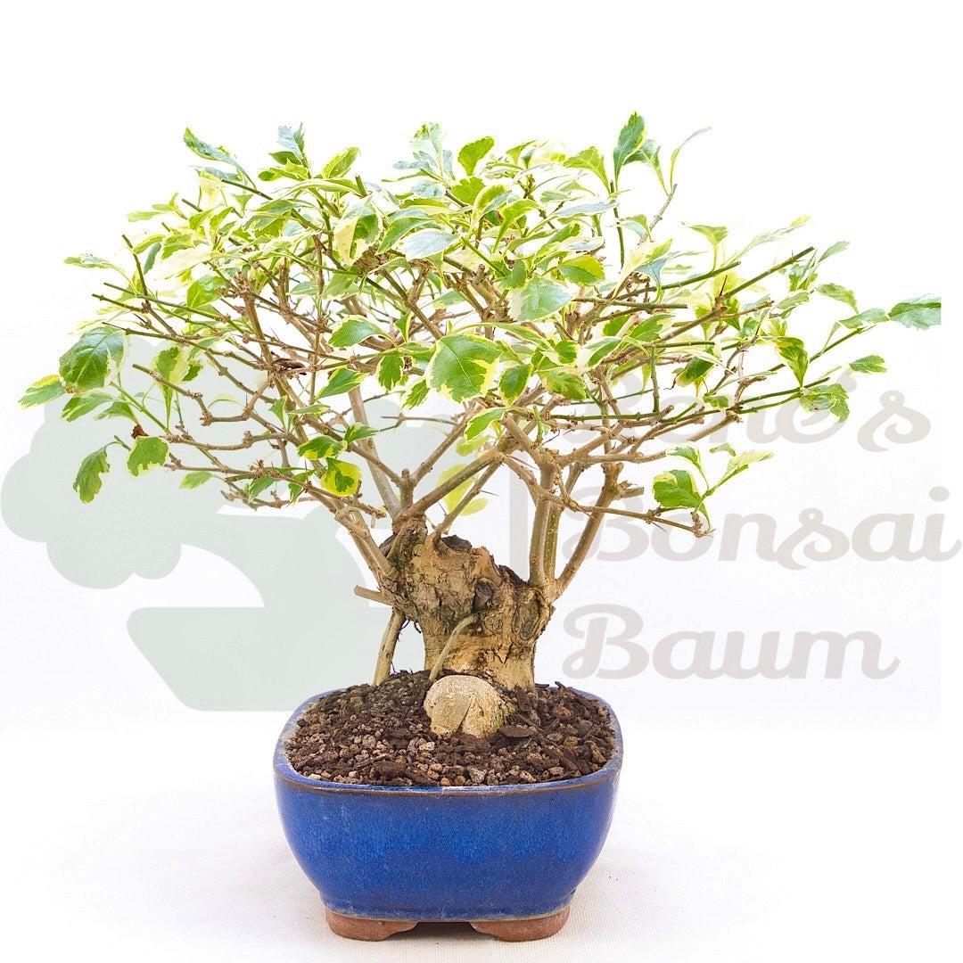 Himmelsblume 'Duranta repens'