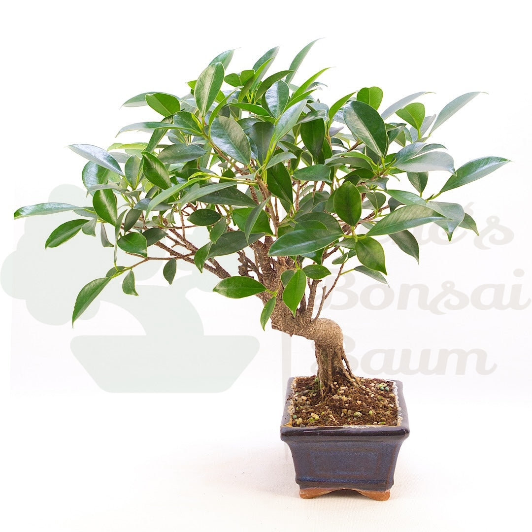 Chinesische Feige 'Ficus Retusa'