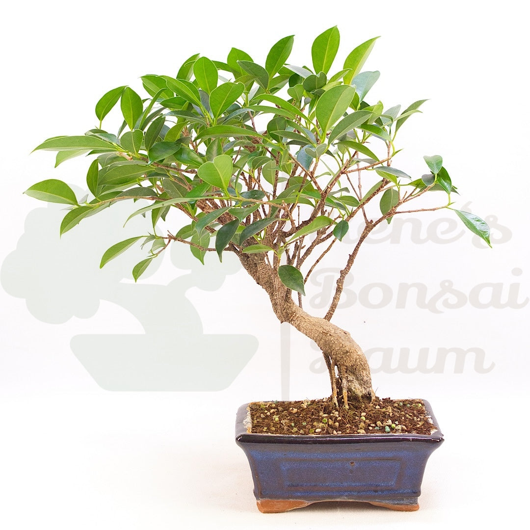 Chinesische Feige 'Ficus Retusa'
