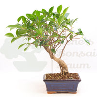 Chinesische Feige 'Ficus Retusa'