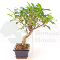 Chinesische Feige 'Ficus Retusa'
