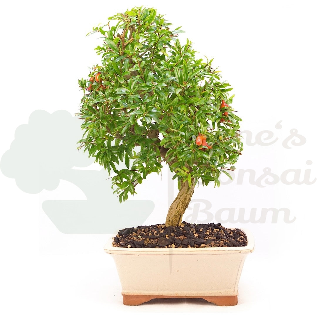 Granatapfel 'Punica granatum'