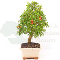 Granatapfel 'Punica granatum'