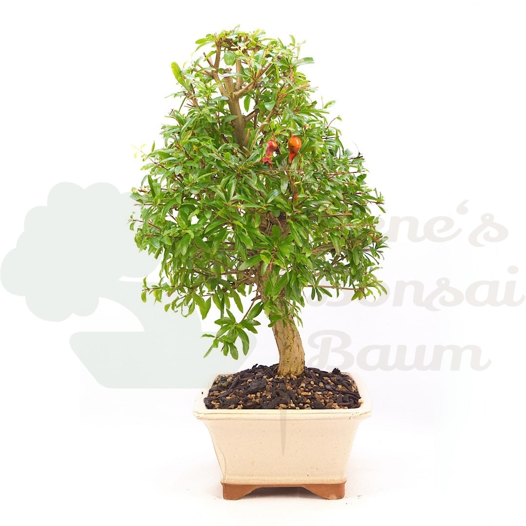 Granatapfel 'Punica granatum'