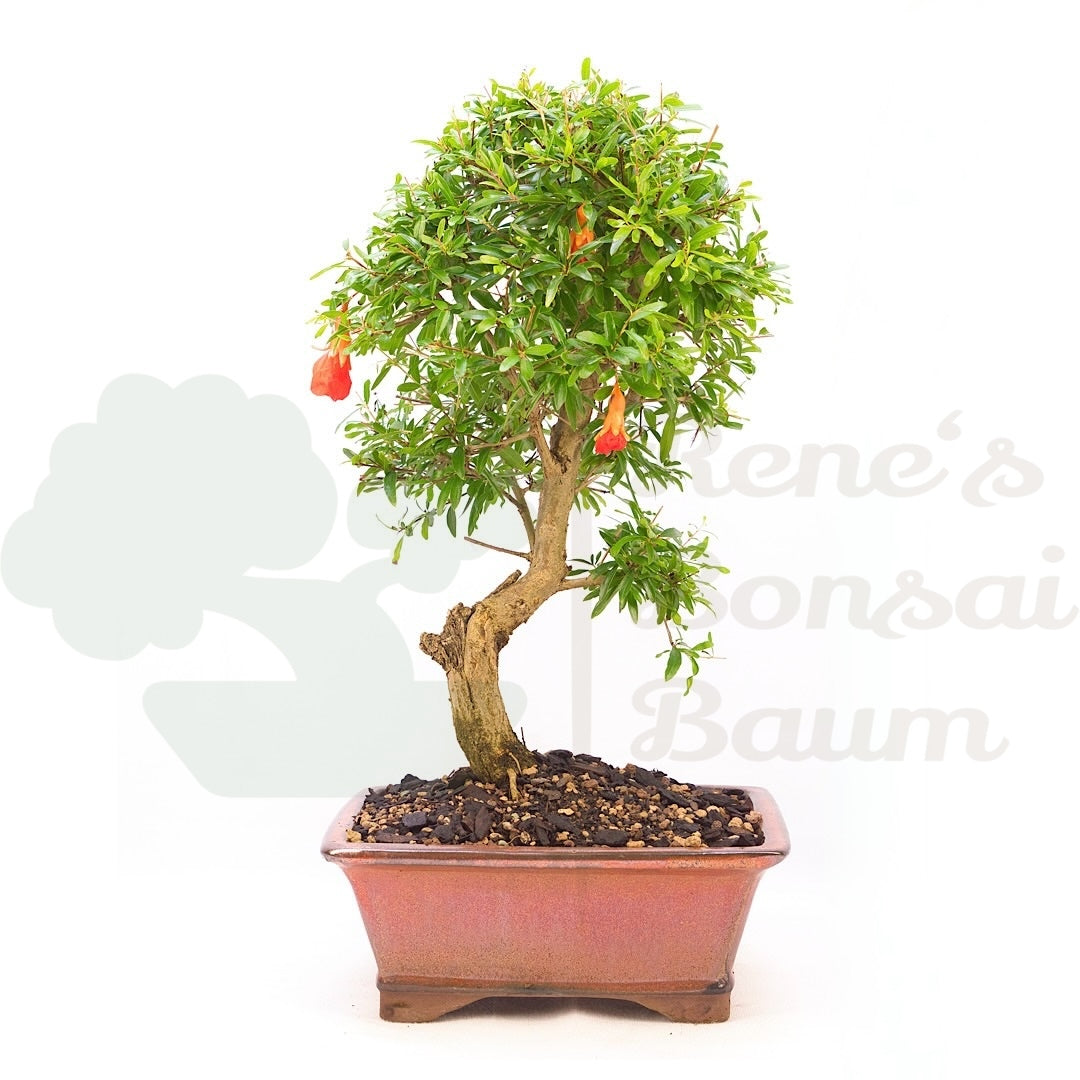Granatapfel 'Punica granatum'