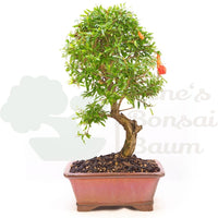 Granatapfel 'Punica granatum'