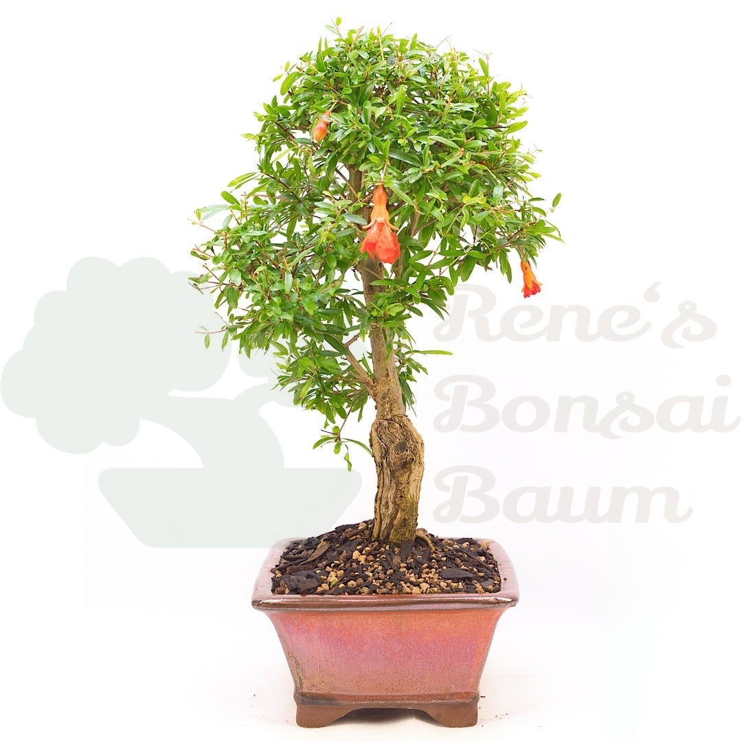 Granatapfel 'Punica granatum'