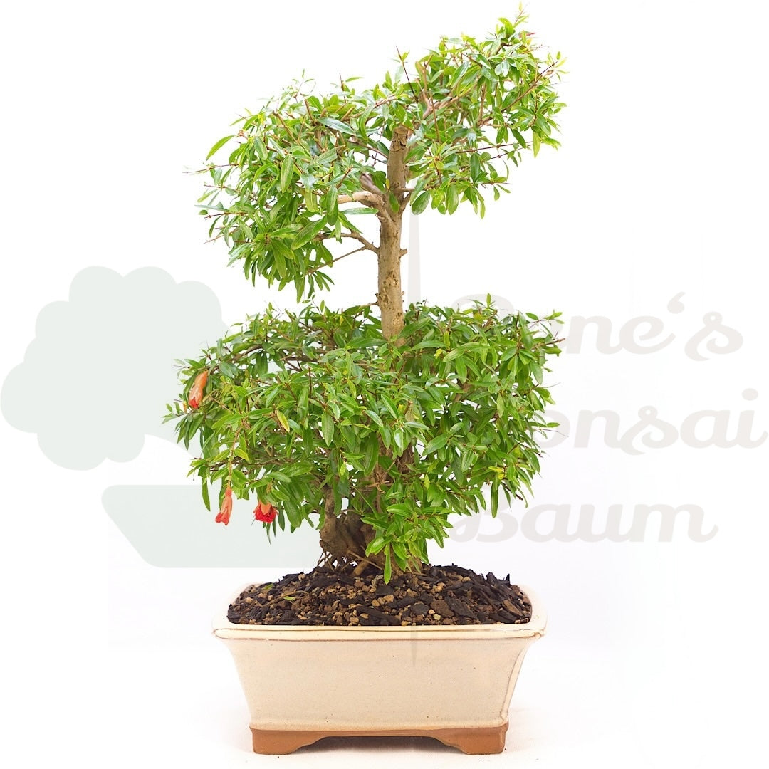 Granatapfel 'Punica granatum'