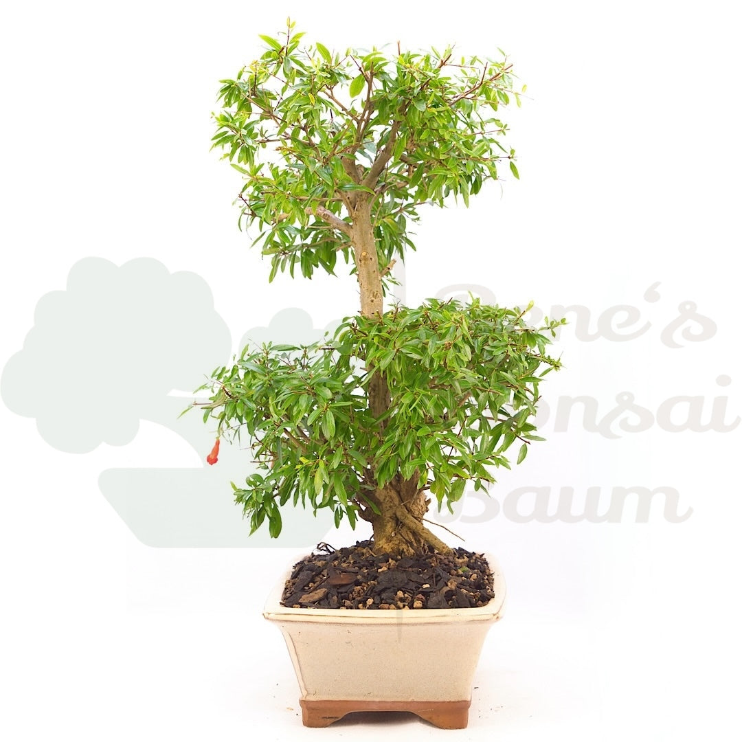 Granatapfel 'Punica granatum'