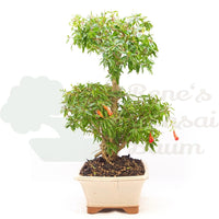 Granatapfel 'Punica granatum'