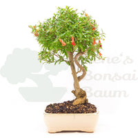 Granatapfel 'Punica granatum'