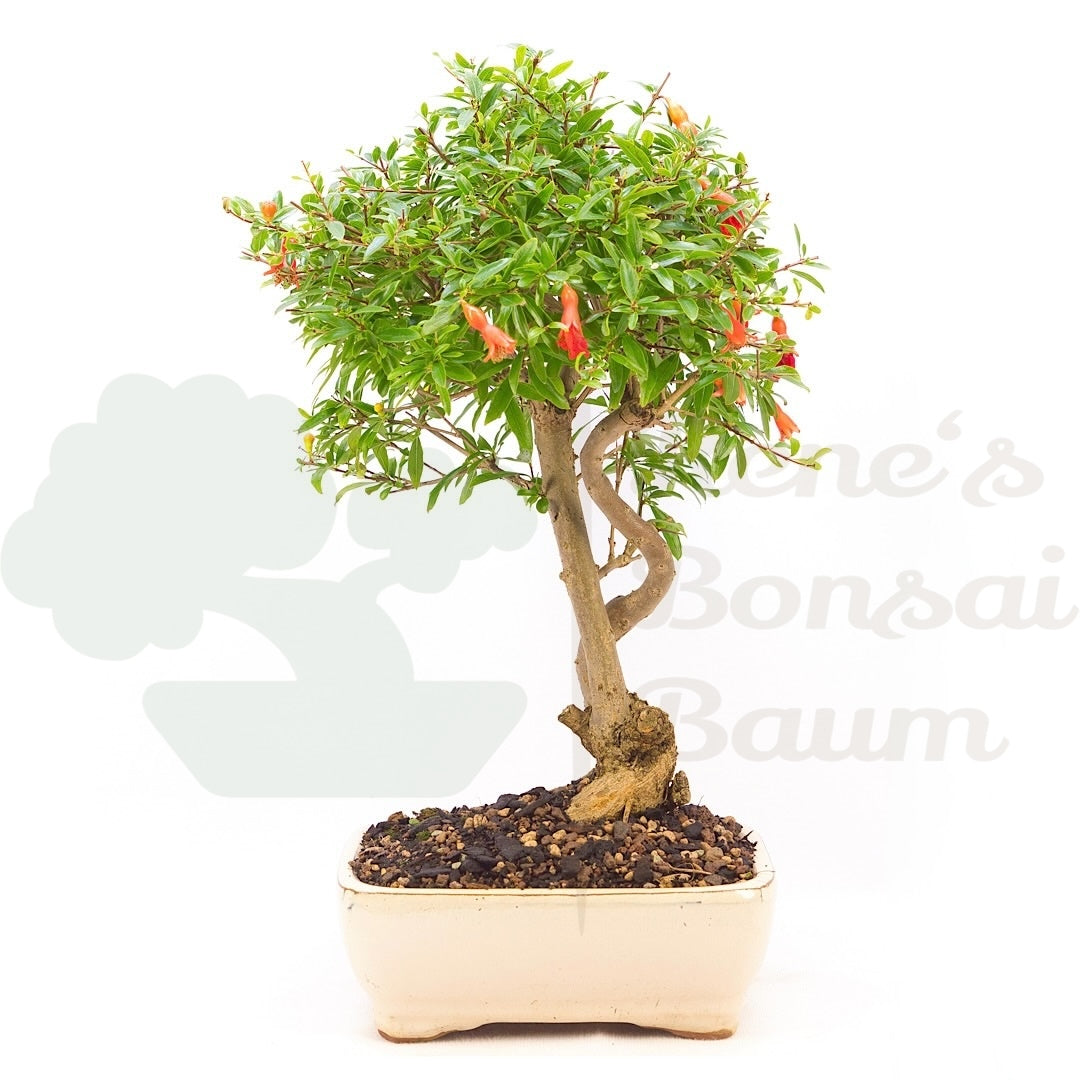 Granatapfel 'Punica granatum'